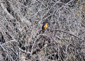 カワセミ 見沼自然公園 2024年2月12日(月)