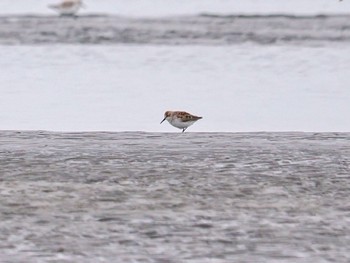 ヒメハマシギ ふなばし三番瀬海浜公園 2024年4月7日(日)