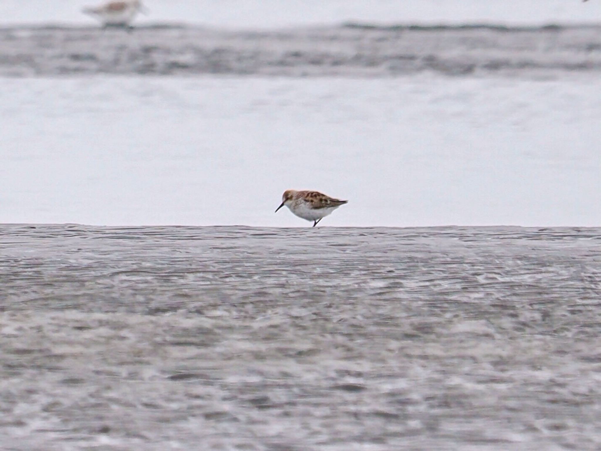 Western Sandpiper