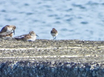 Western Sandpiper Sambanze Tideland Sun, 4/7/2024