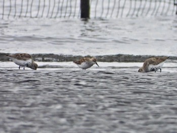 Western Sandpiper Sambanze Tideland Sun, 4/7/2024