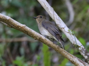 Narcissus Flycatcher Hayatogawa Forest Road Fri, 4/19/2024