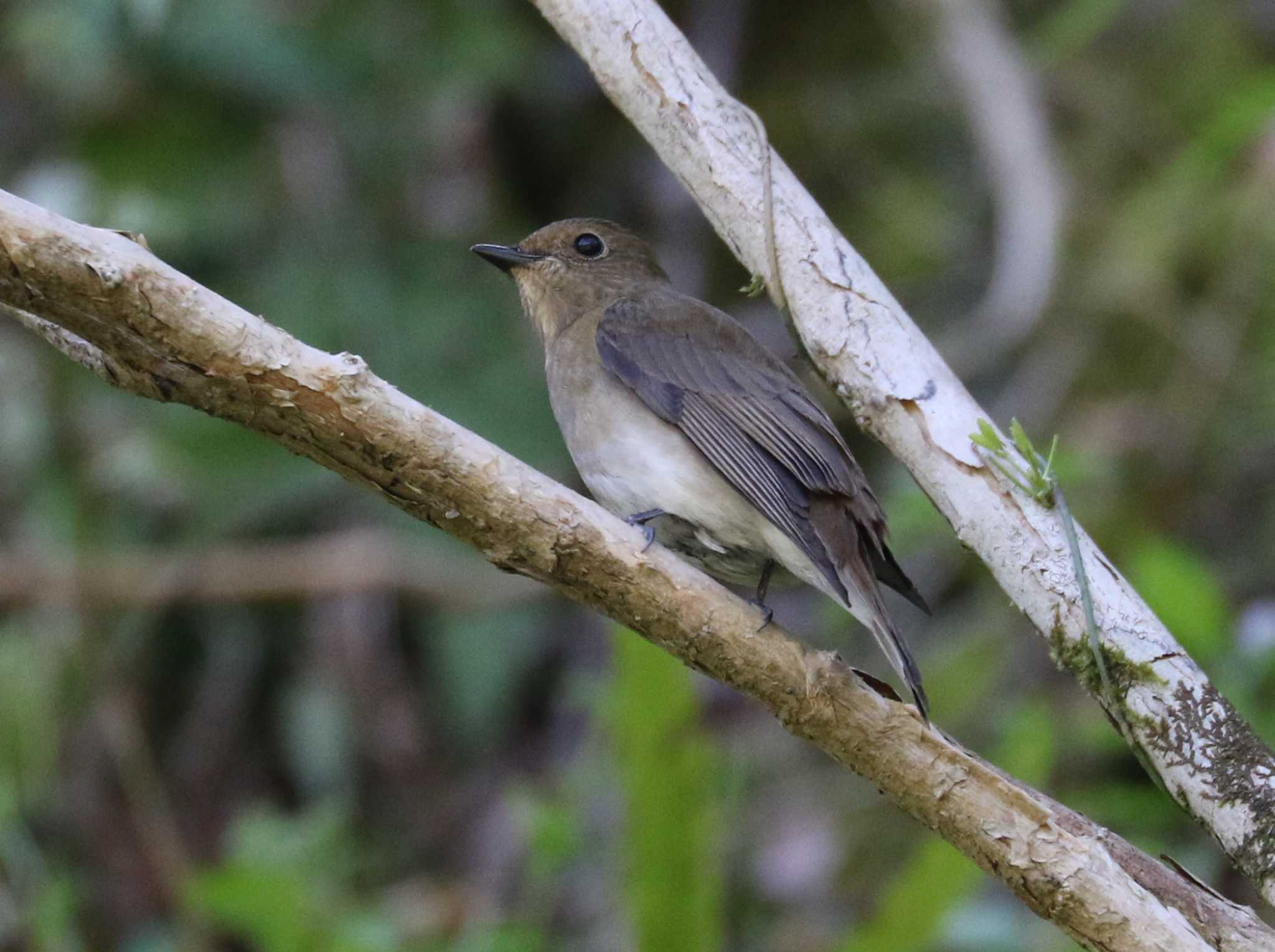 Photo of Narcissus Flycatcher at Hayatogawa Forest Road by テツ