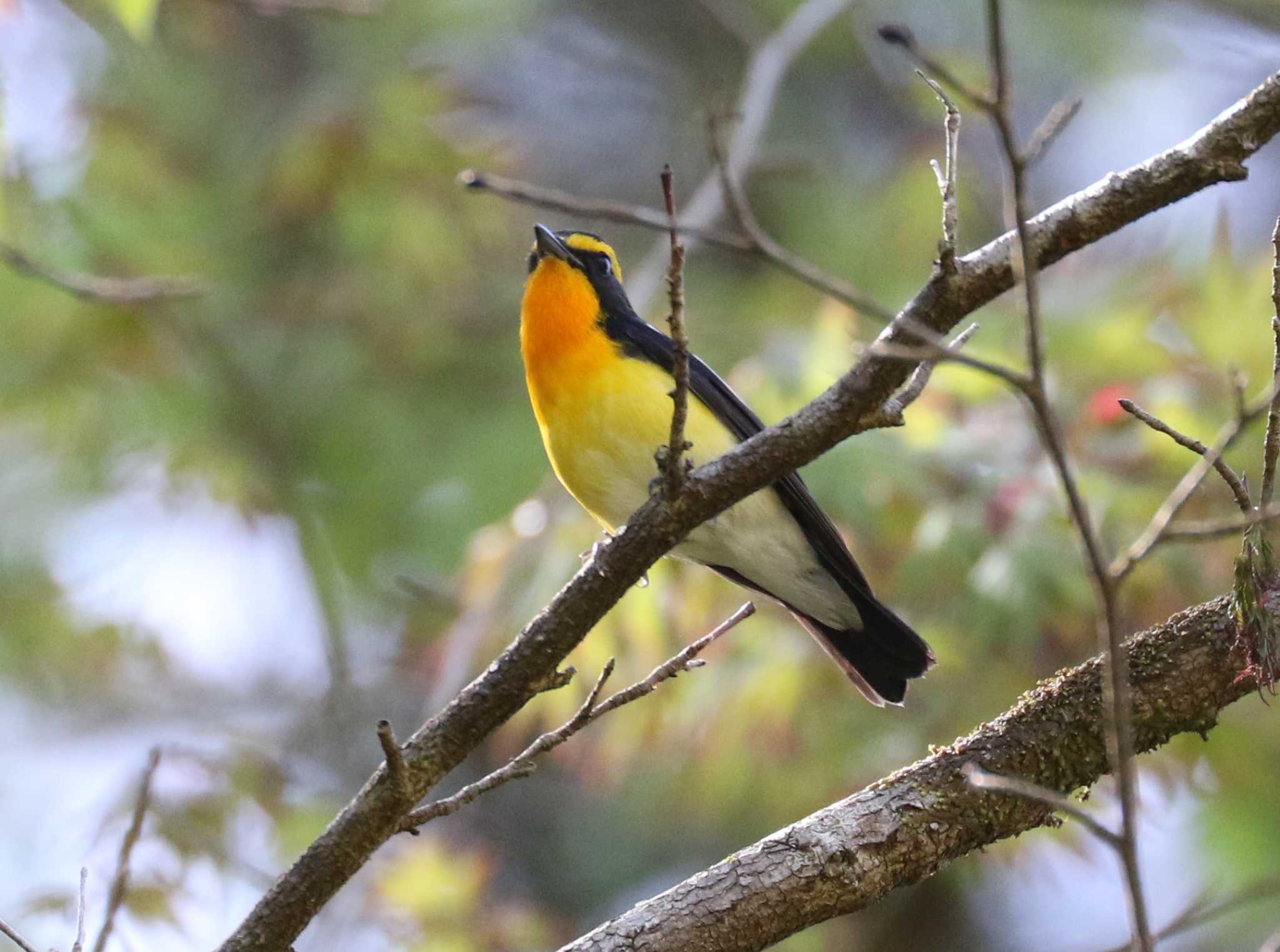 Photo of Narcissus Flycatcher at Hayatogawa Forest Road by テツ