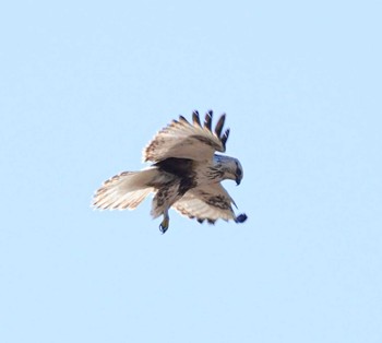 Rough-legged Buzzard Unknown Spots Sun, 3/3/2024