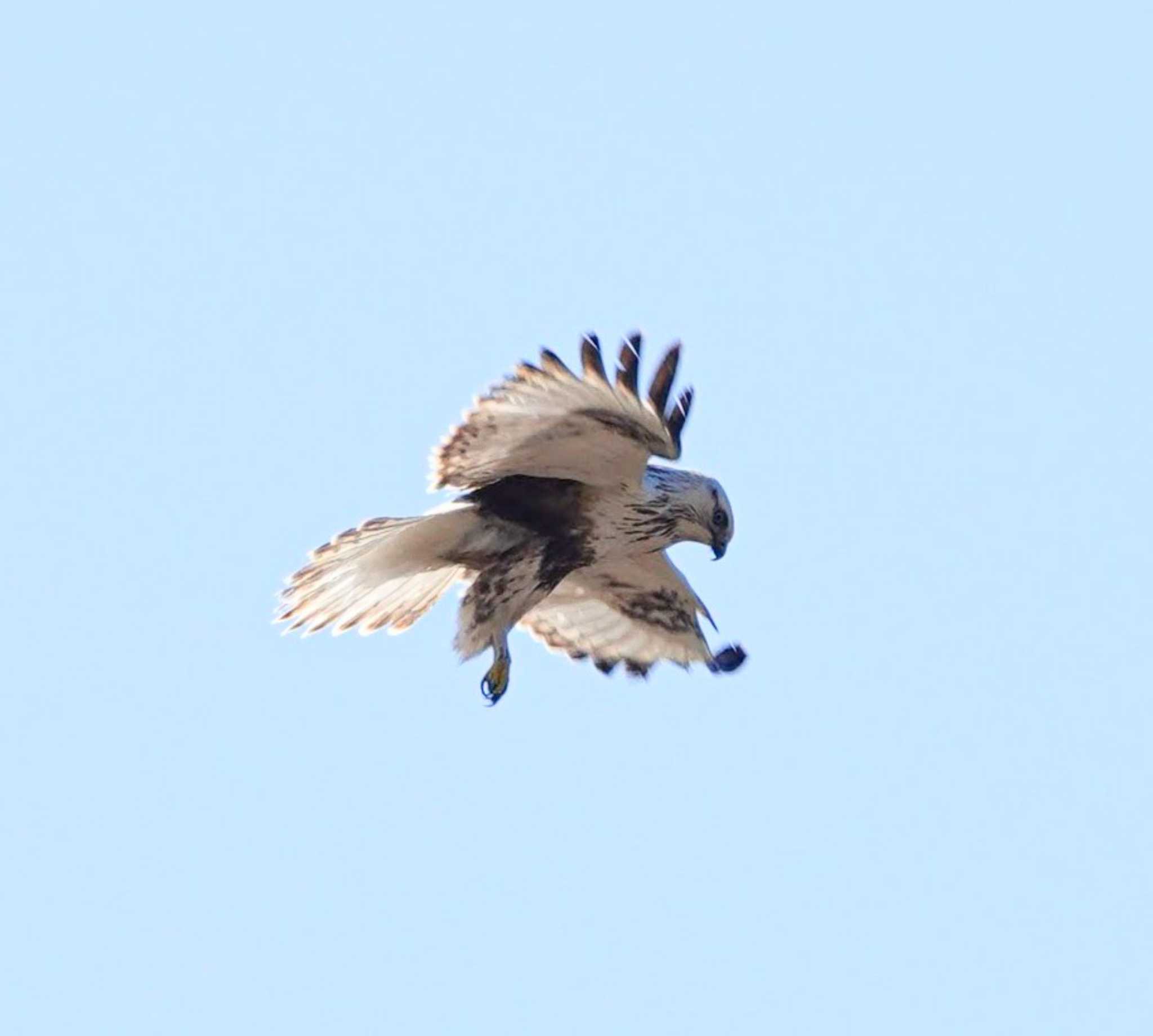 Photo of Rough-legged Buzzard at  by サジタリウスの眼