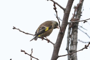 Grey-capped Greenfinch 夙川河川敷緑地(夙川公園) Sun, 3/17/2024