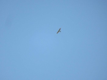 Eurasian Goshawk 神奈川県横浜市 Fri, 4/19/2024