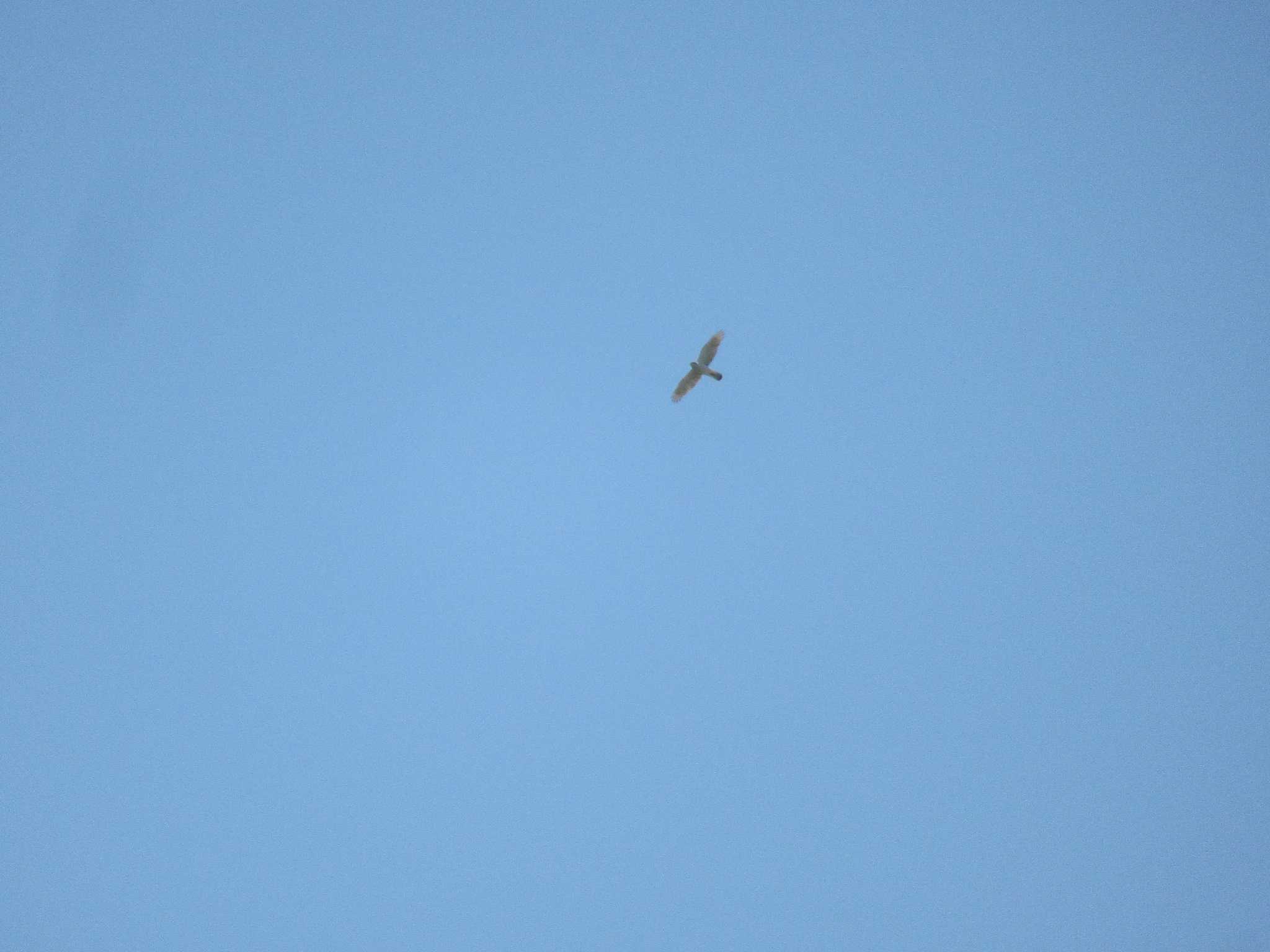 Eurasian Goshawk