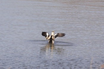 Smew 石狩 茨戸川 Sun, 4/7/2024