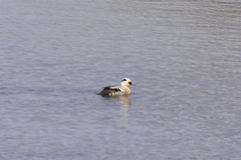 Smew 石狩 茨戸川 Sun, 4/7/2024