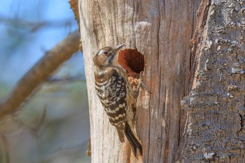 Japanese Pygmy Woodpecker Akashi Park Mon, 3/18/2024