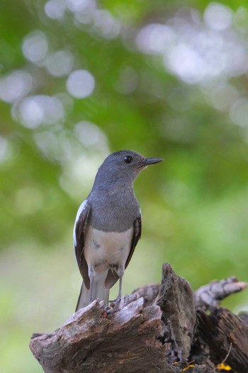 Oriental Magpie-Robin Wachirabenchathat Park(Suan Rot Fai) Wed, 4/17/2024