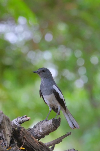 Oriental Magpie-Robin Wachirabenchathat Park(Suan Rot Fai) Wed, 4/17/2024