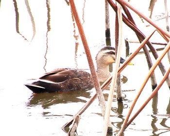 Eastern Spot-billed Duck Oizumi Ryokuchi Park Thu, 4/11/2024