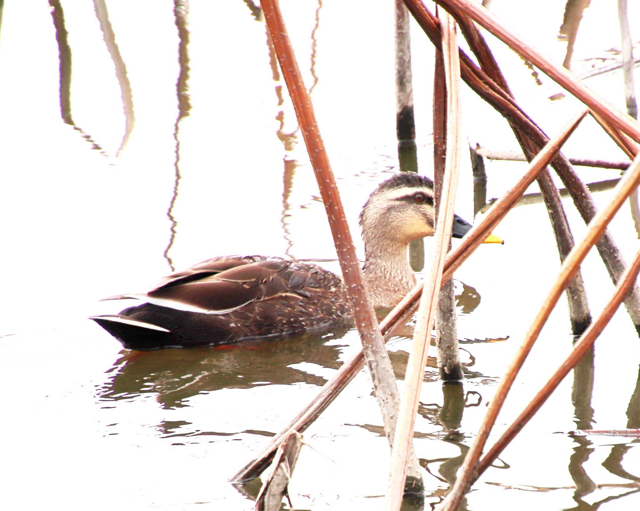 Photo of Eastern Spot-billed Duck at Oizumi Ryokuchi Park by Ken Mimura