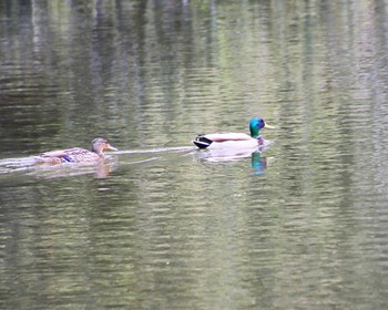 Mallard Oizumi Ryokuchi Park Thu, 4/11/2024