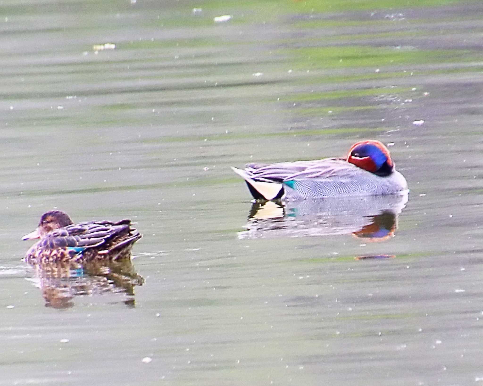 Photo of Eurasian Teal at Oizumi Ryokuchi Park by Ken Mimura