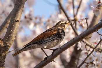 Dusky Thrush 山梨県 Mon, 4/15/2024