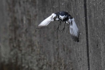 White Wagtail 愛媛県新居浜市 Fri, 4/19/2024