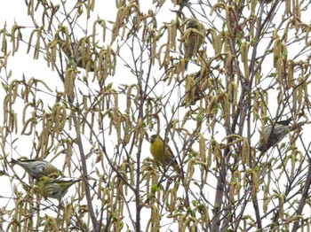 マヒワ 旭山記念公園 2024年4月20日(土)