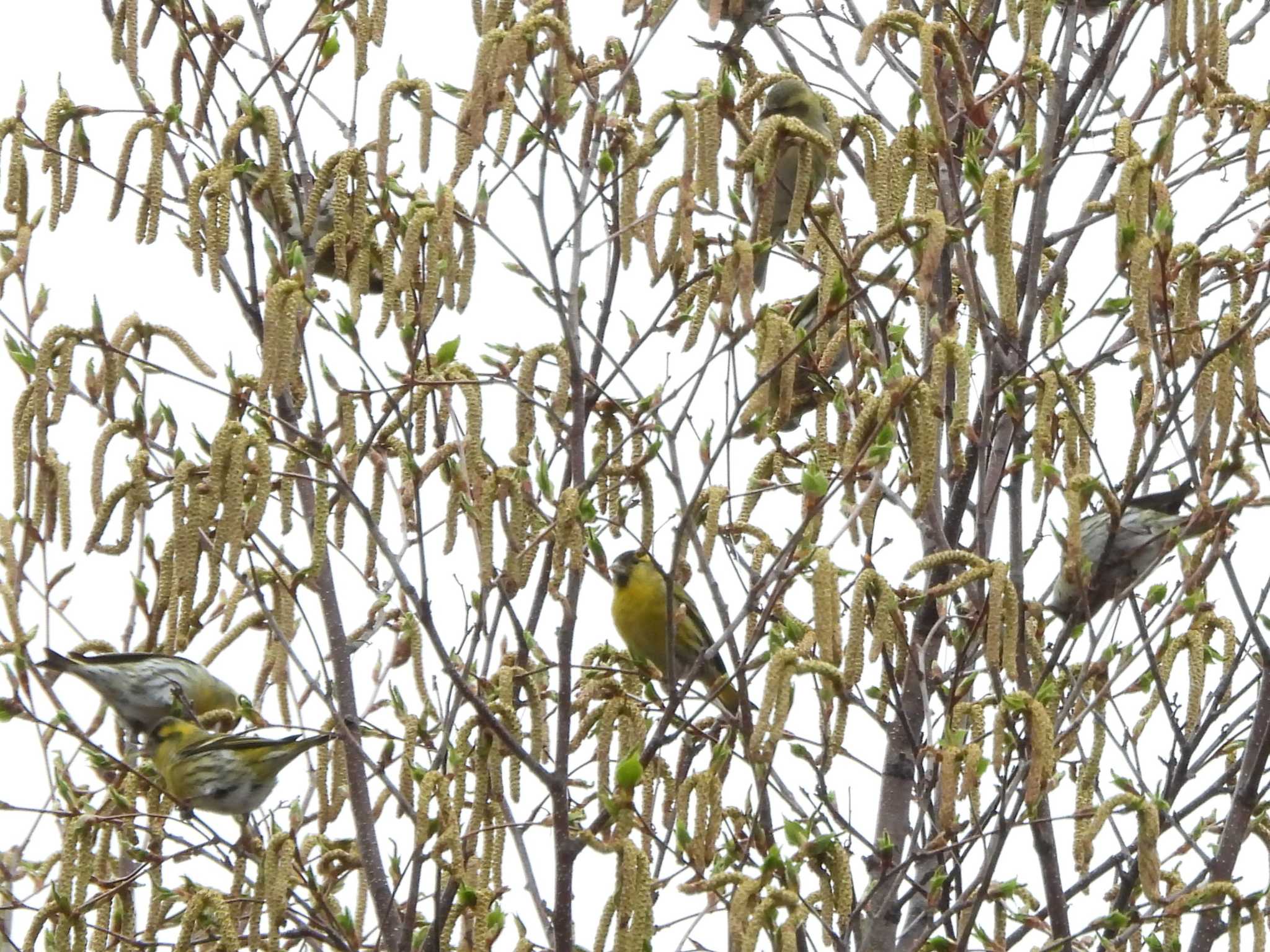 Eurasian Siskin