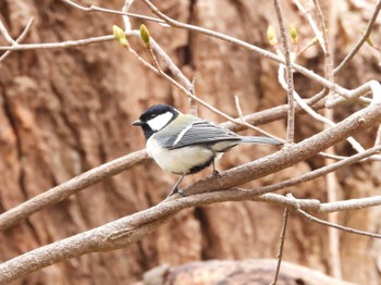 Japanese Tit Asahiyama Memorial Park Sat, 4/20/2024