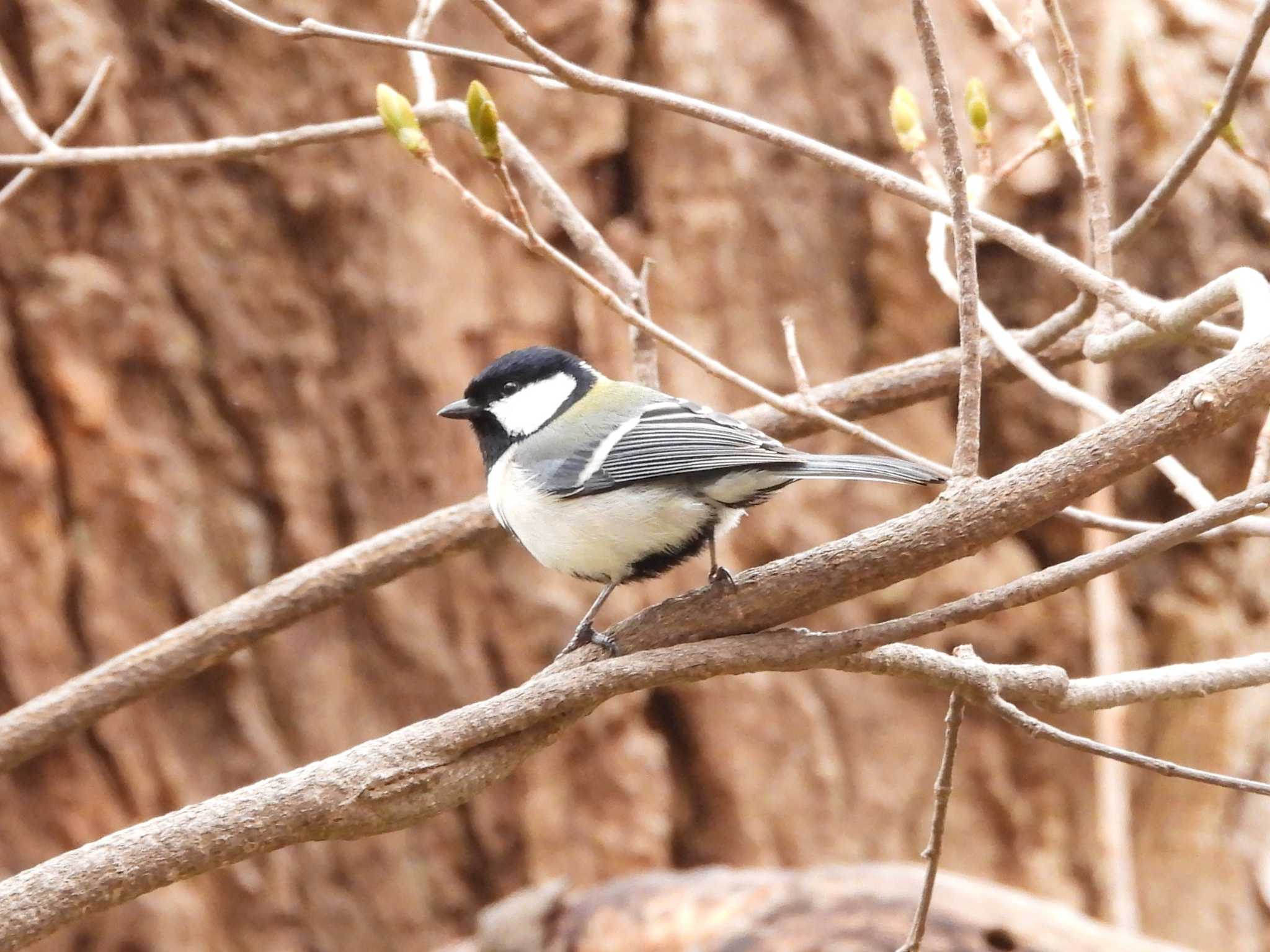 Japanese Tit