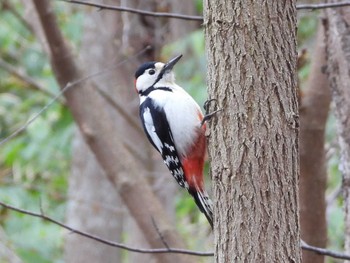 Great Spotted Woodpecker Asahiyama Memorial Park Sat, 4/20/2024