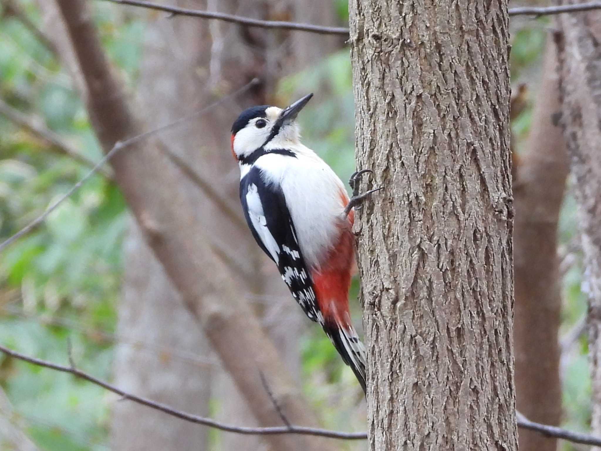 Great Spotted Woodpecker