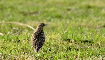 Eurasian Skylark 御前崎マリンパーク Sat, 4/13/2024