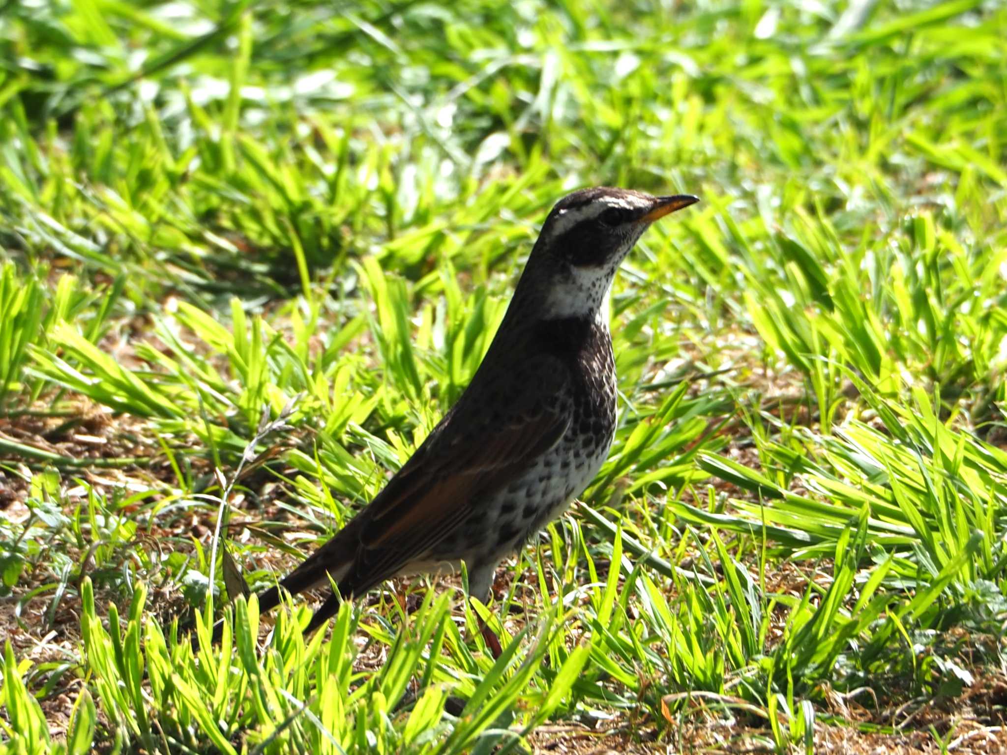 Photo of Dusky Thrush at 東京都 by アカウント8018