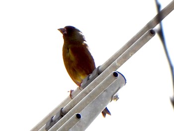 Grey-capped Greenfinch 芝川第一調節池(芝川貯水池) Sat, 4/20/2024