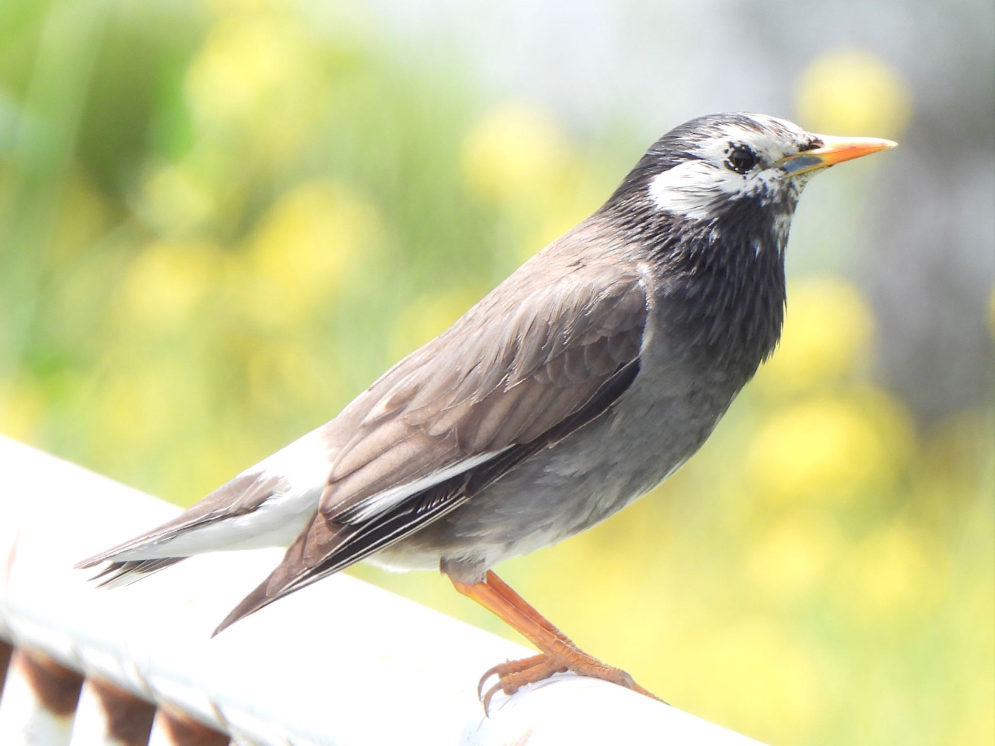 White-cheeked Starling