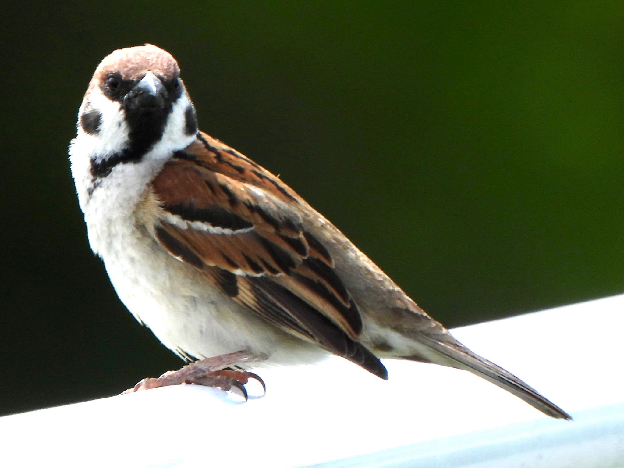 Photo of Eurasian Tree Sparrow at 芝川第一調節池(芝川貯水池) by ツピ太郎