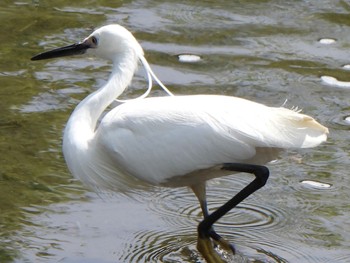 Little Egret 芝川第一調節池(芝川貯水池) Sat, 4/20/2024