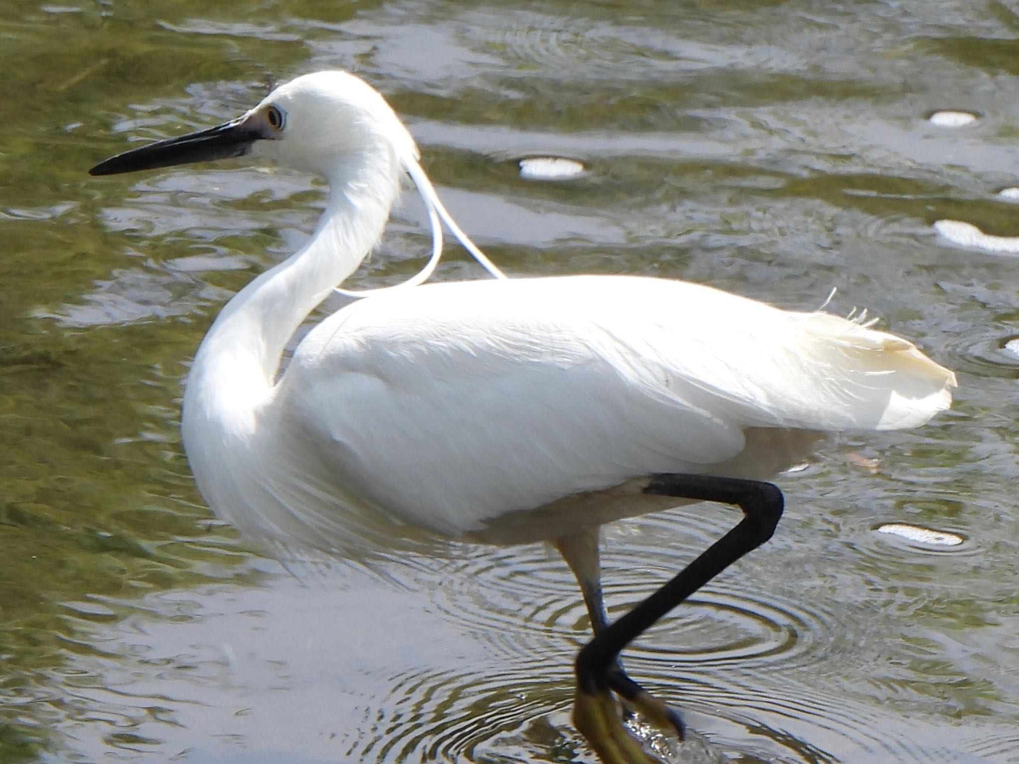 Photo of Little Egret at 芝川第一調節池(芝川貯水池) by ツピ太郎