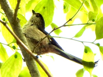 Long-tailed Tit 芝川第一調節池(芝川貯水池) Sat, 4/20/2024