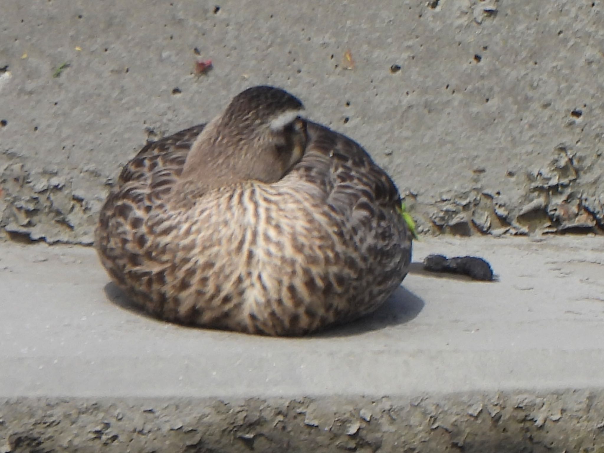 Photo of Eastern Spot-billed Duck at 芝川第一調節池(芝川貯水池) by ツピ太郎