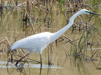 ダイサギ 芝川第一調節池(芝川貯水池) 2024年4月20日(土)