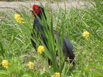 キジ 芝川第一調節池(芝川貯水池) 2024年4月20日(土)