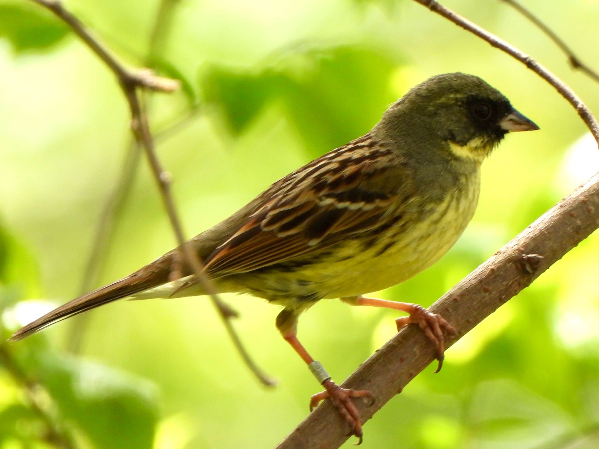 Photo of Masked Bunting at 芝川第一調節池(芝川貯水池) by ツピ太郎