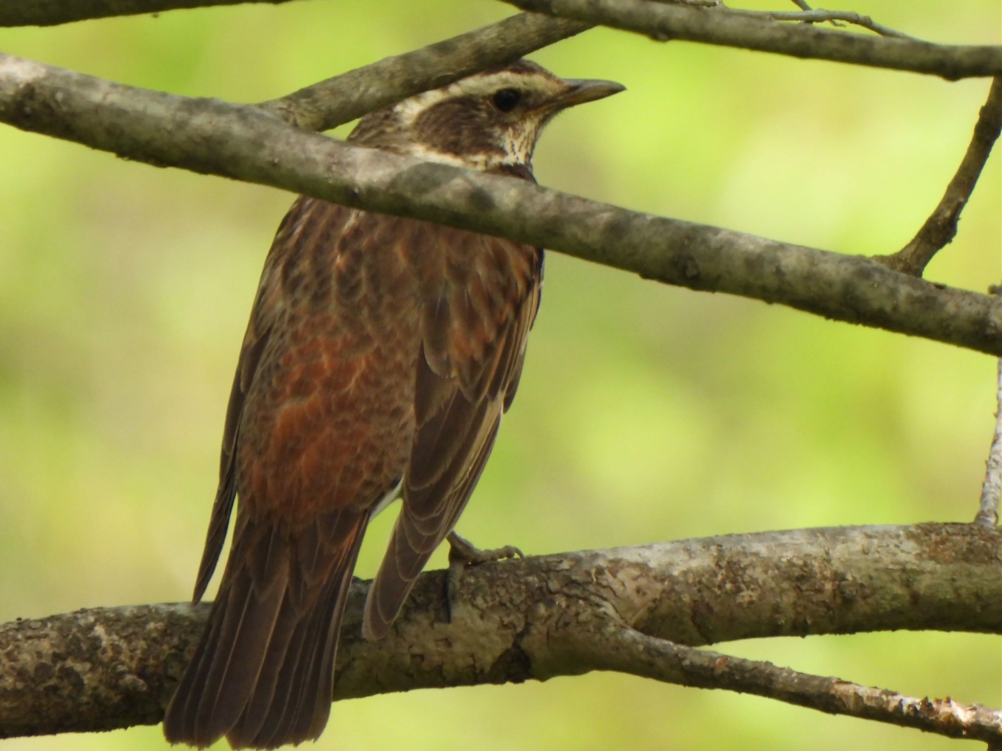 Photo of Dusky Thrush at 芝川第一調節池(芝川貯水池) by ツピ太郎