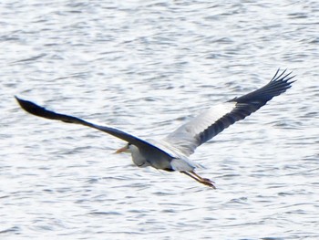 Grey Heron 芝川第一調節池(芝川貯水池) Sat, 4/20/2024