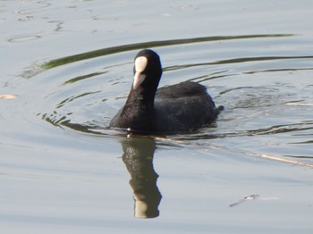 Eurasian Coot 芝川第一調節池(芝川貯水池) Sat, 4/20/2024