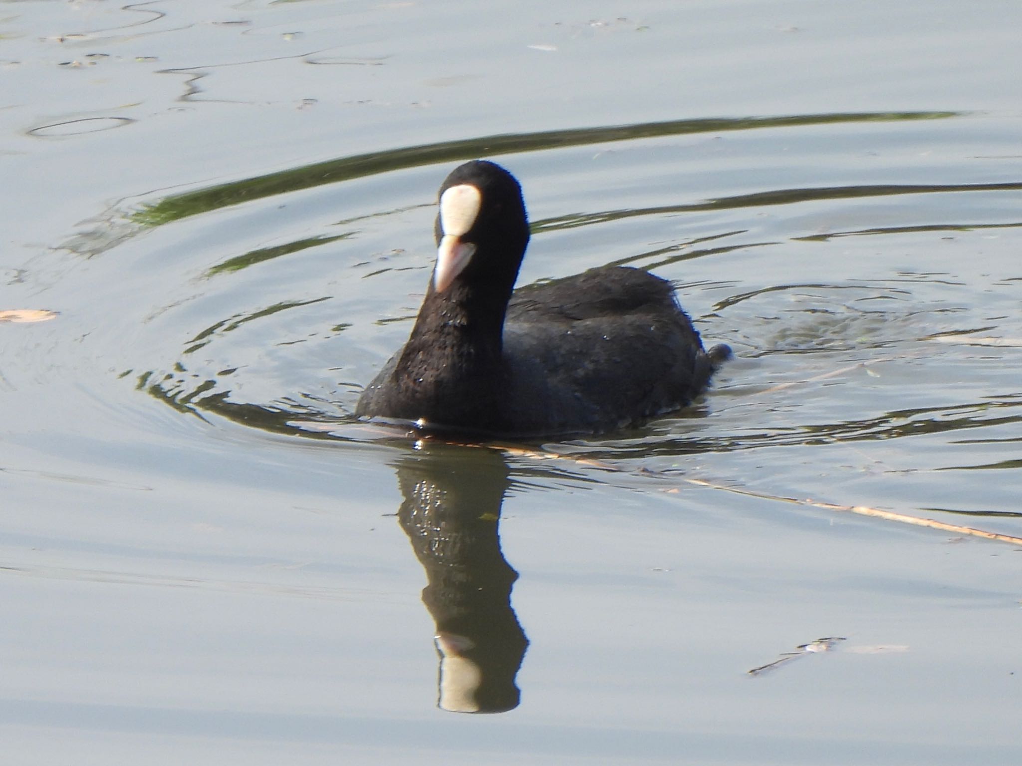 Photo of Eurasian Coot at 芝川第一調節池(芝川貯水池) by ツピ太郎