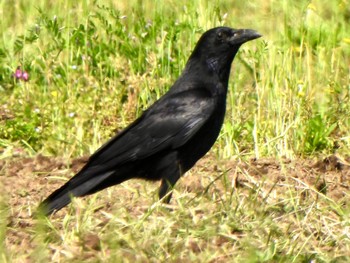 Carrion Crow 芝川第一調節池(芝川貯水池) Sat, 4/20/2024