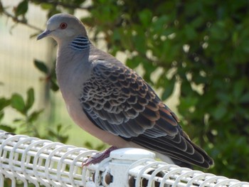 Oriental Turtle Dove 芝川第一調節池(芝川貯水池) Sat, 4/20/2024