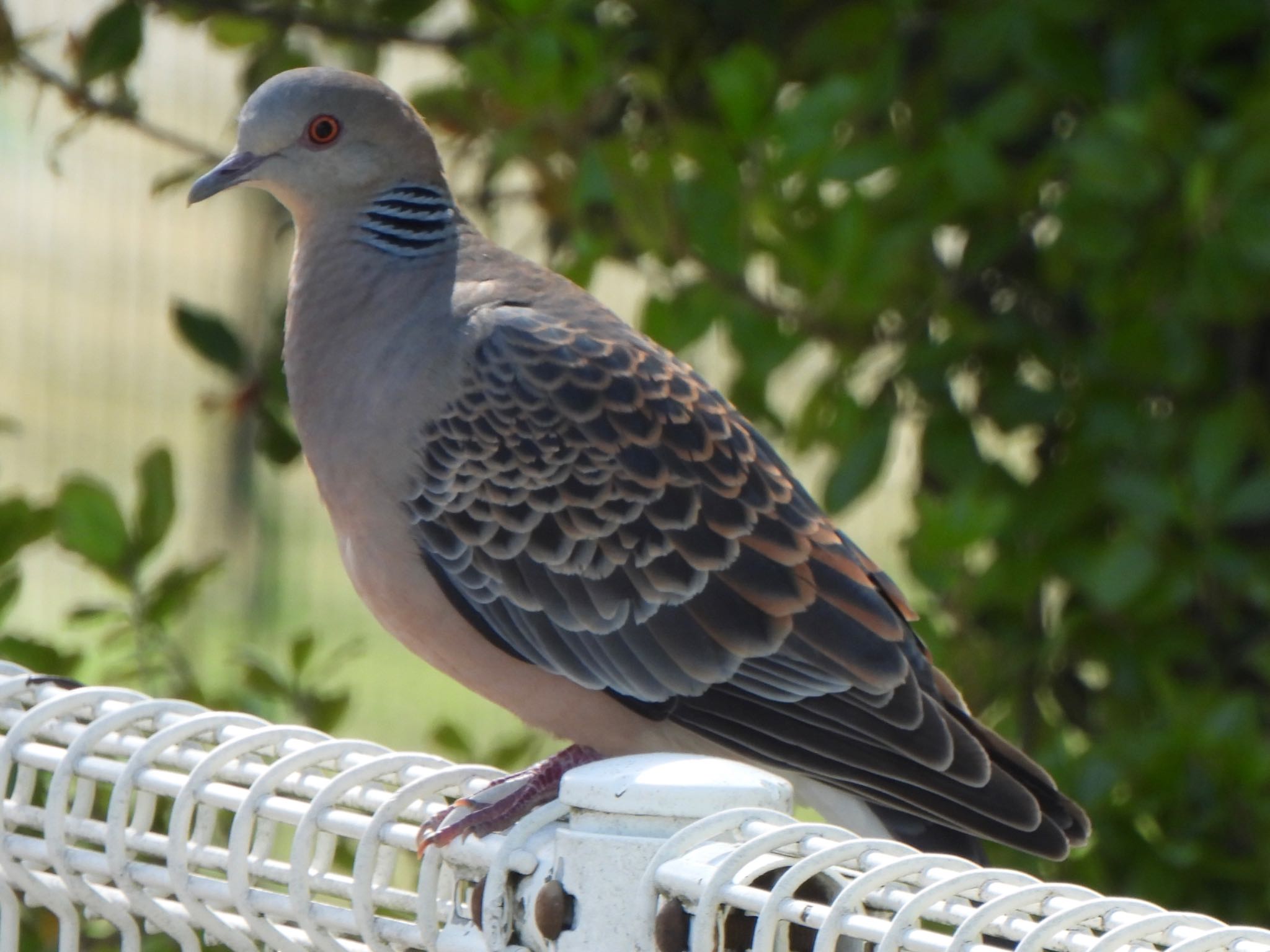 Oriental Turtle Dove