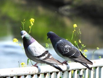 カワラバト 芝川第一調節池(芝川貯水池) 2024年4月20日(土)